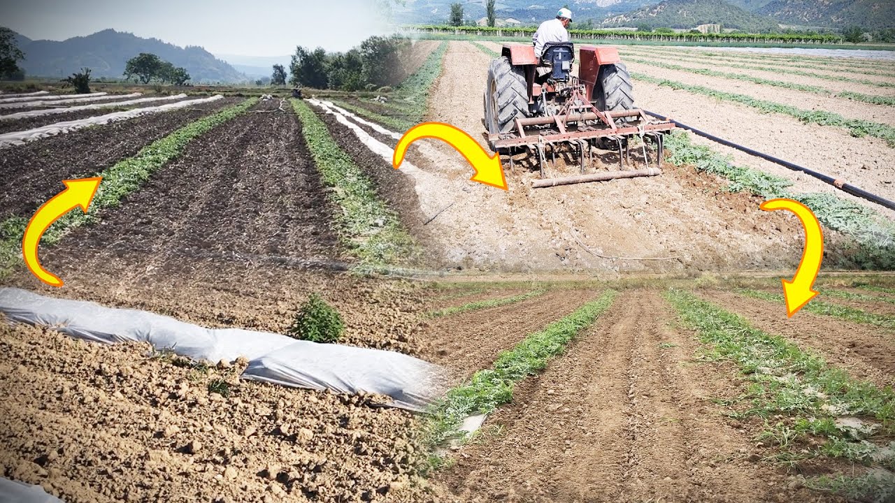 Karpuzda PÜF Nokta | Karpuz Üzerindeki Tülleri Kaldırdık | Karpuz Aralarını Sürdük
