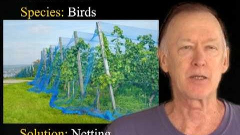 Controlling Vineyard Pests