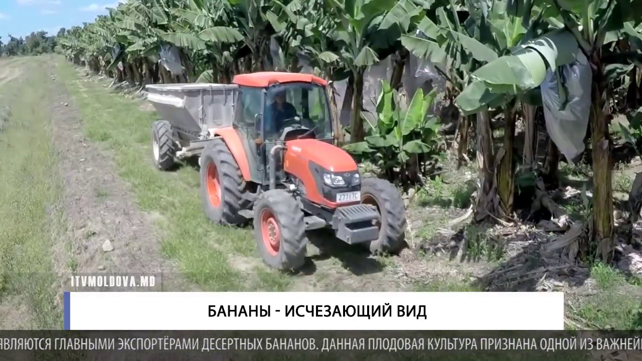 Бананы Пропали Из Магазинов 2023