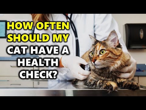 How often should my cat have a health check?