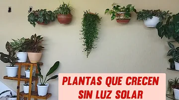 ¿Puede una planta serpiente sobrevivir sin luz solar?