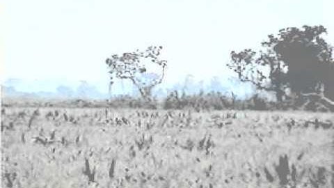 Bobolink flocks in Bolivia