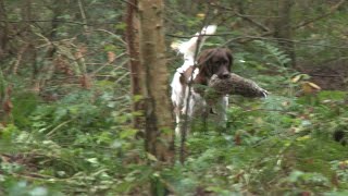 Jachthonden Op De Proef Gesteld