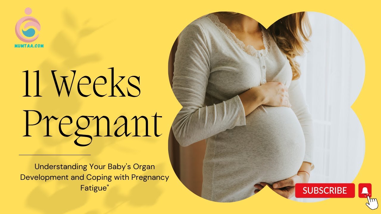 Pregnancy Week 11: Understanding Your Baby's Organ Development and ...