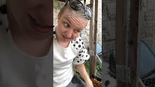 Follow for cat chaos. And training tips. Funny cat videos for cat moms.