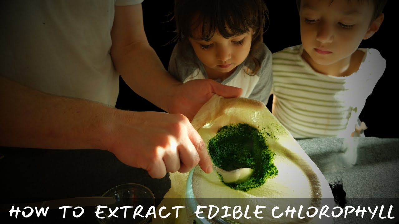 How to Extract Edible Chlorophyll