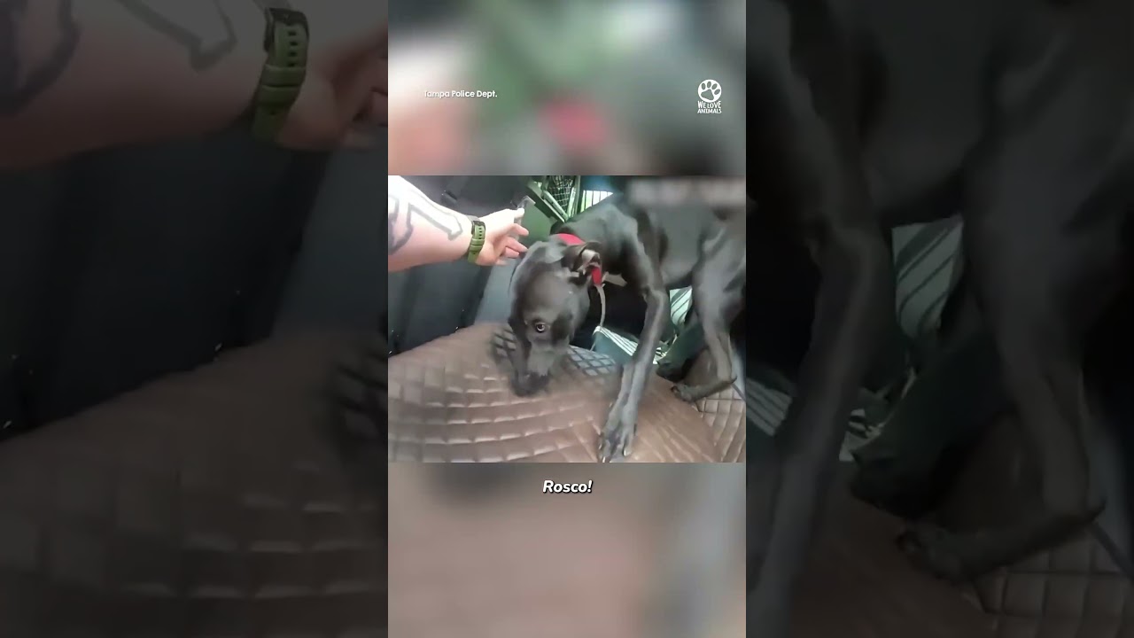 The true meaning of protect and serve 🙏❤️