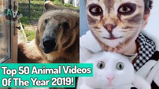 Top 50 Viral Animal Videos of the Year 2019!  (Best Of The Year)
