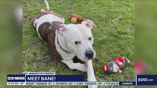 Pet of the Week: Meet Bane