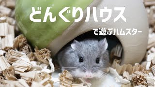 【まるでモグラたたき！？】どんぐりハウスで遊ぶハムスター