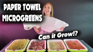 Microgreen PAPER TOWEL Germination Experiment  Can It Grow!?