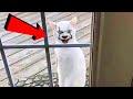 जानवरों की ऐसी हरकते देखने के लिए नसीब लगता है | Funny & Amazing Animal Moments Part -17