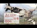 소는 의외로 【 　 　　】를 못한다. [애니멀 스펀지], KBS 040124 방송