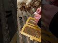 Montana Wool Operation