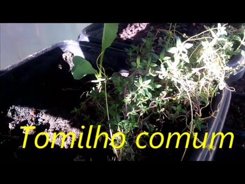 Vídeo: Tomilho Comum