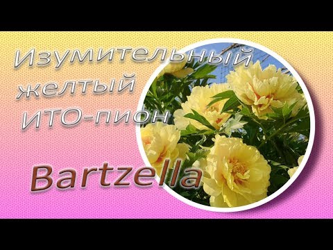 Изумительный желтый ИТО-пион BARTZELLA / Сад Ворошиловой