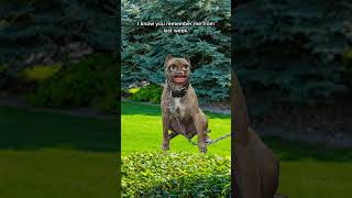 Average Experience Of A Delivery Driver: #amazon #deliverydriver #skit #skits #funnyvideo #funny