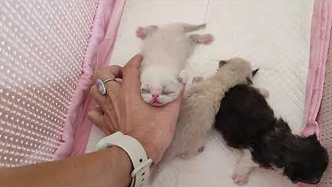 Video 1239601: chaton exotic shorthair, exotic shorthair blue, shorthair blue point