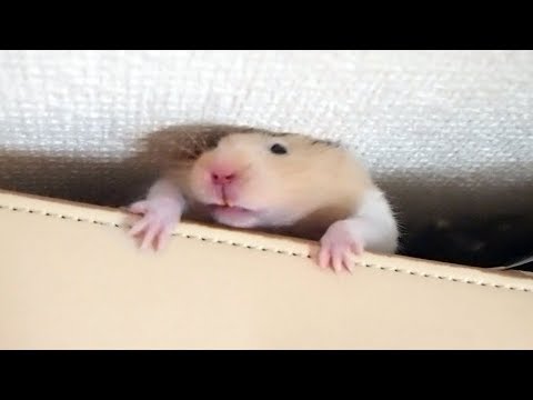 funny-hamster-keeps-trying-hard-even-when-it-turns-into-a-strange-face!