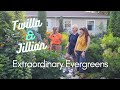 Twilla and jillian 20  extraordinary evergreens