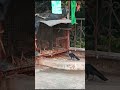 #shortvideo #funny #comedy #news #shortsfeed