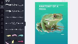 How To Create A “Frog Anatomy” Anchor Chart Using Canva