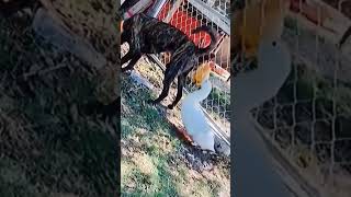 Aww So Funny Cats & Dogs & Duck - Wee