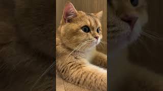 Goldie Cat cute cat imut