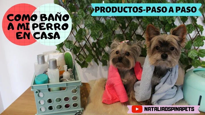 BAA A TU PERRO EN CASA - Tips by Natalia Ospina