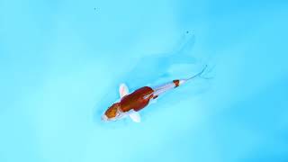 若鯉大会スペシャルオークション！】260302-037の出品鯉のご紹介