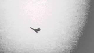 神奈川県の野鳥：クマタカ(20120508-151453.mpg)