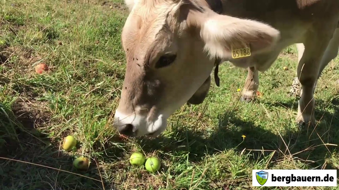 Die Äpfelklauber auf der Alp