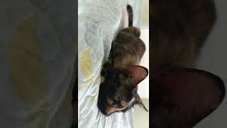 Download Lagu combi is sulking MP3