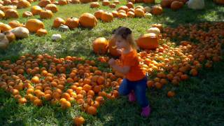 Pumpkin patch