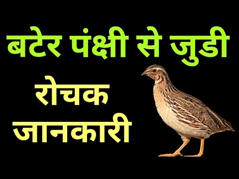 वीडियो: बटेर पक्षी: विवरण, जीवन शैली, वितरण