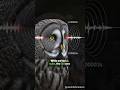 The Owl’s "Internal GPS" (Triangulation) #trending #wildlifeshailesh