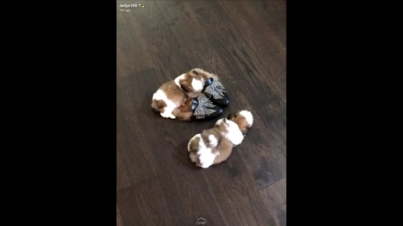 jaclyn hill puppies