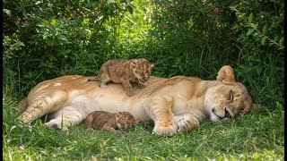 1 hour of lionesses & Cubs ambience– Peaceful Wildlife Music for Sleep and Focus screenshot 1