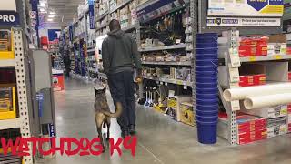 1 year old Belgium Malinois OFF LEASH