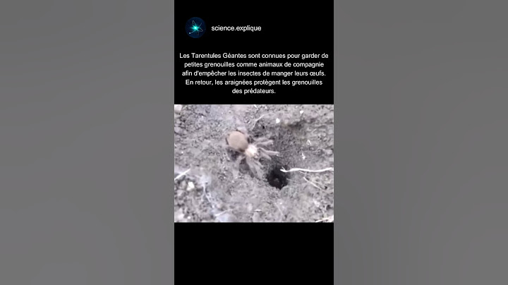 Les tarentules ont des grenouilles comme animaux de compagnie ! #nature #grenouille #araignée