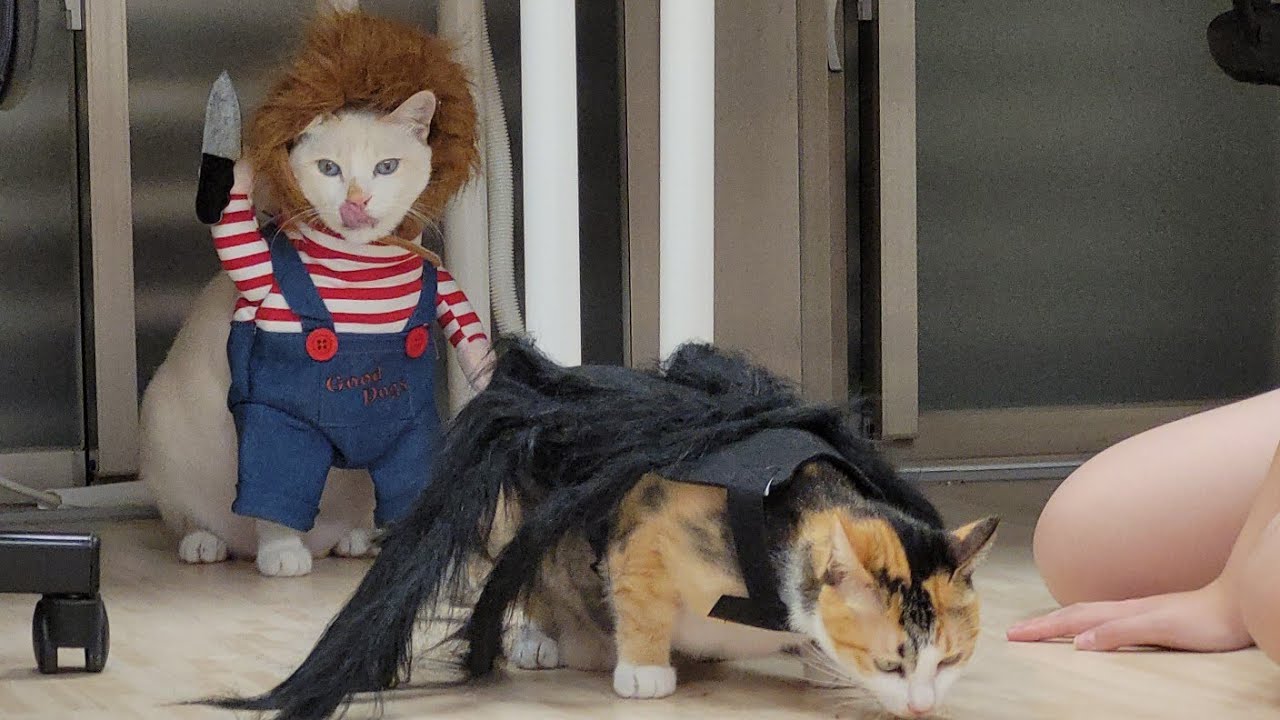 【寵物】雪卷花卷恐怖萬聖節裝扮 他們會互相被嚇到嗎？還有豐富的貓咪萬聖節禮物