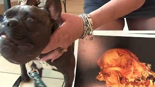 Dogs Facial Deformity...Natalia's Journey by LostPet FoundPet 4,637 views 4 years ago 4 minutes, 34 seconds
