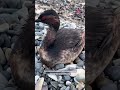 На ТВ вышел сюжет о пользе и вреде кислотных дождей