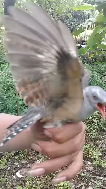 Burung kedasih hasil pikatan