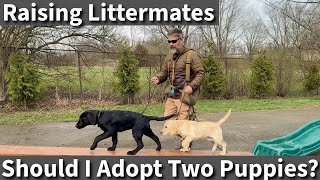 Should I Adopt Two Puppies? What About Littermate Syndrome?