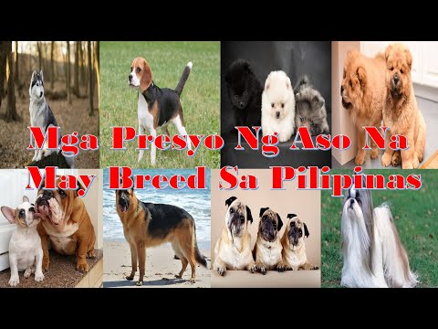 Video: Paano Mag-ingat sa isang Pagong (na may Mga Larawan)