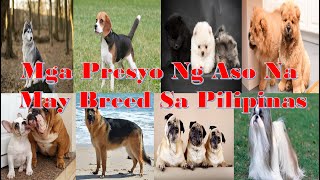 Mga Presyo ng Aso Na May Breed Sa Pilipinas