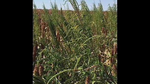 The War Against Weeds in No Till, Dr. Joe Ikley, NDSU Extension