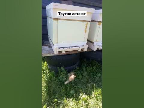 #трутни #трутень #улей #пчелы #пчеловодство #борть - YouTube