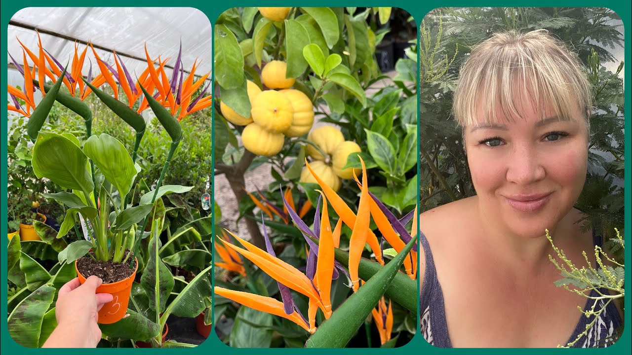 Райская птичка / Стрелиция Королевская 🪴 - YouTube